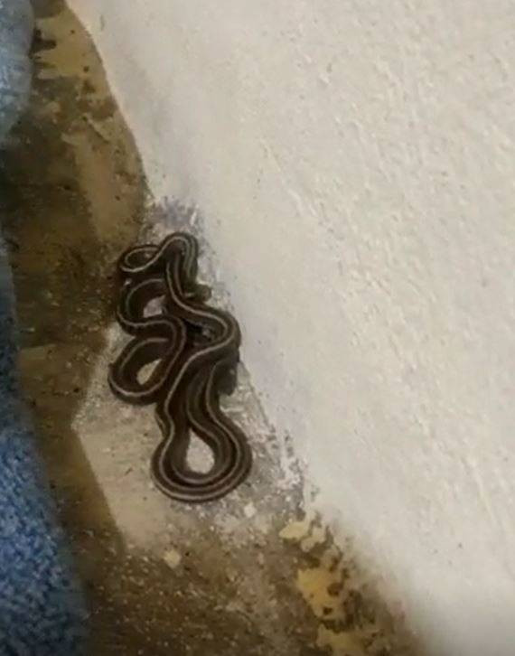 Yılanları mıknatıs gibi çeken 4 nokta belli oldu! Evinde olanlar dikkat - Resim: 30